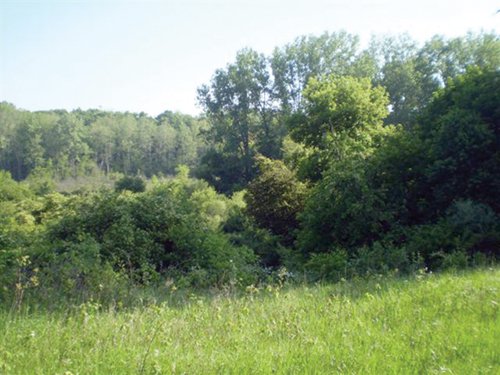Property photo 6 - 20 Acres Offered in 3 Tracts - Hunting, Wildlife, & Recreation!
